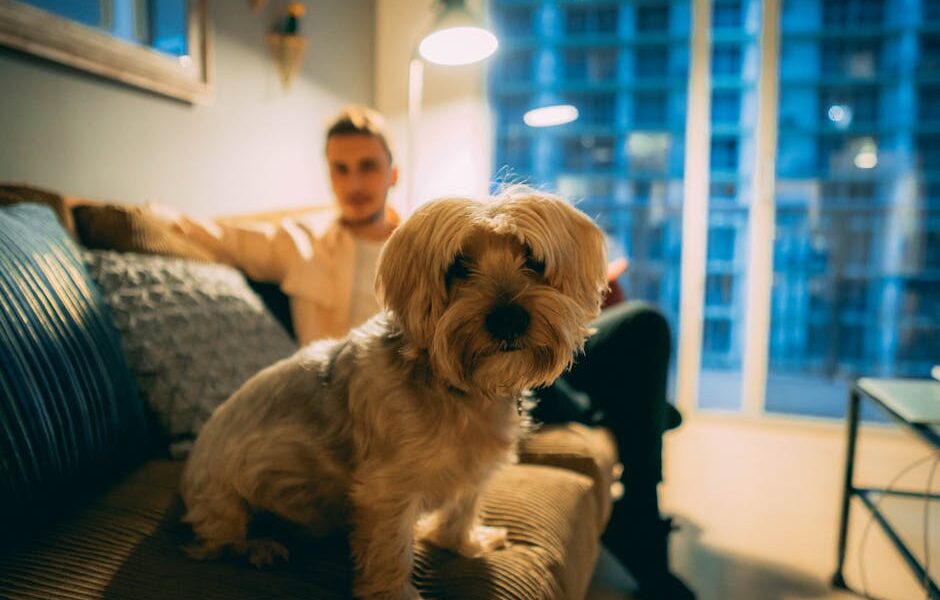 15 Best Dogs for Apartments