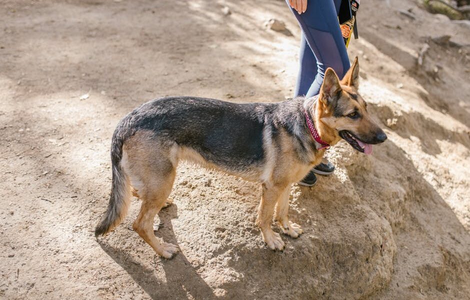 Best Dogs for Hiking: 12 Trail-Ready Adventure Breeds