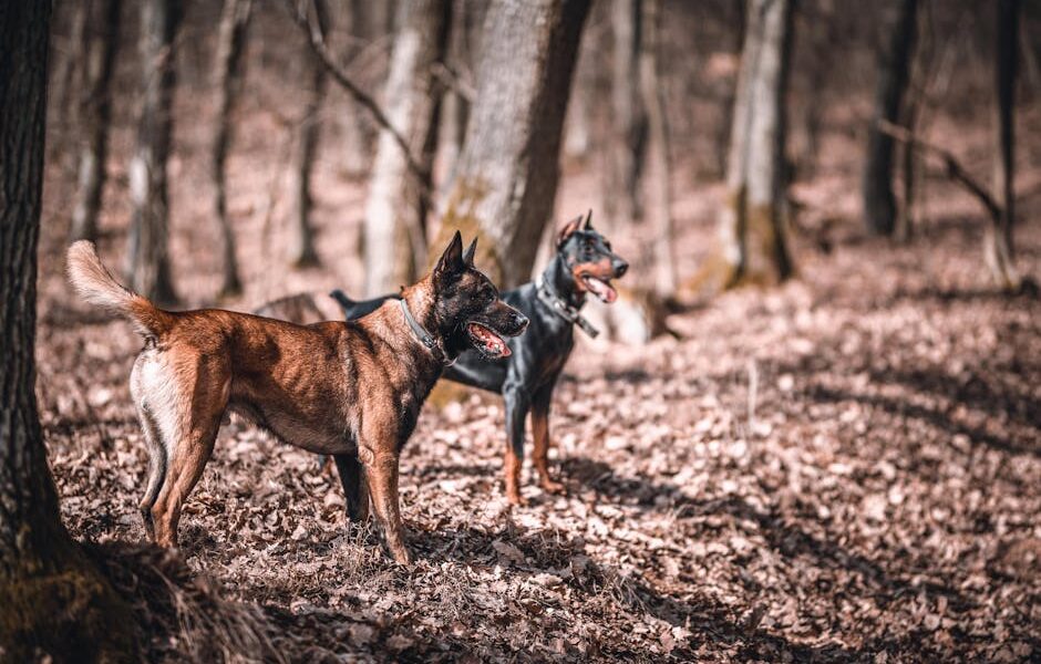 12 Best Guard Dog Breeds