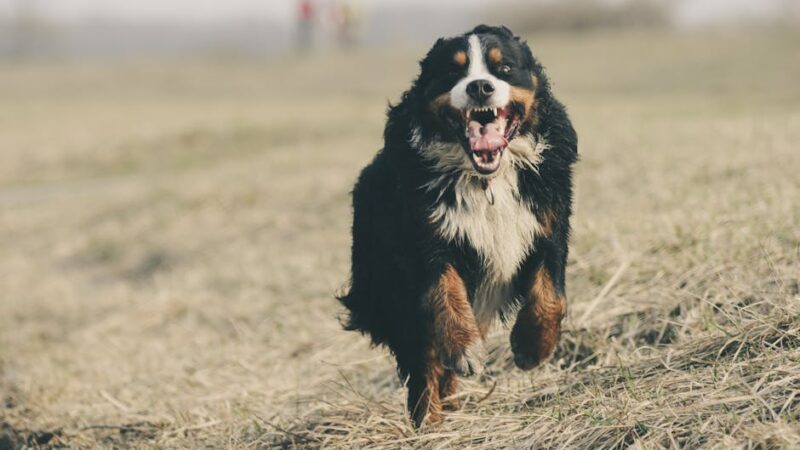 15 Best Large Dog Breeds