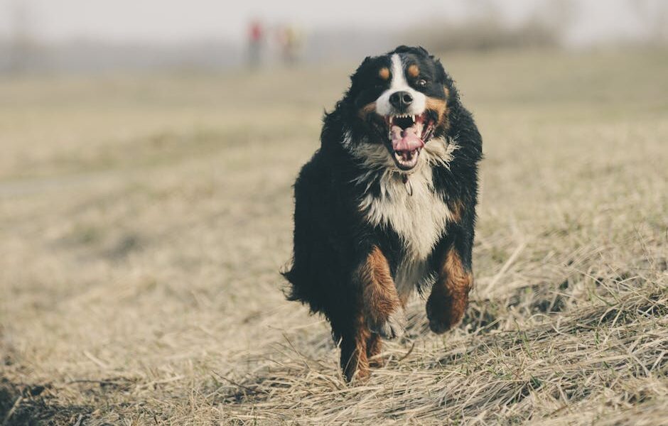 15 Best Large Dog Breeds