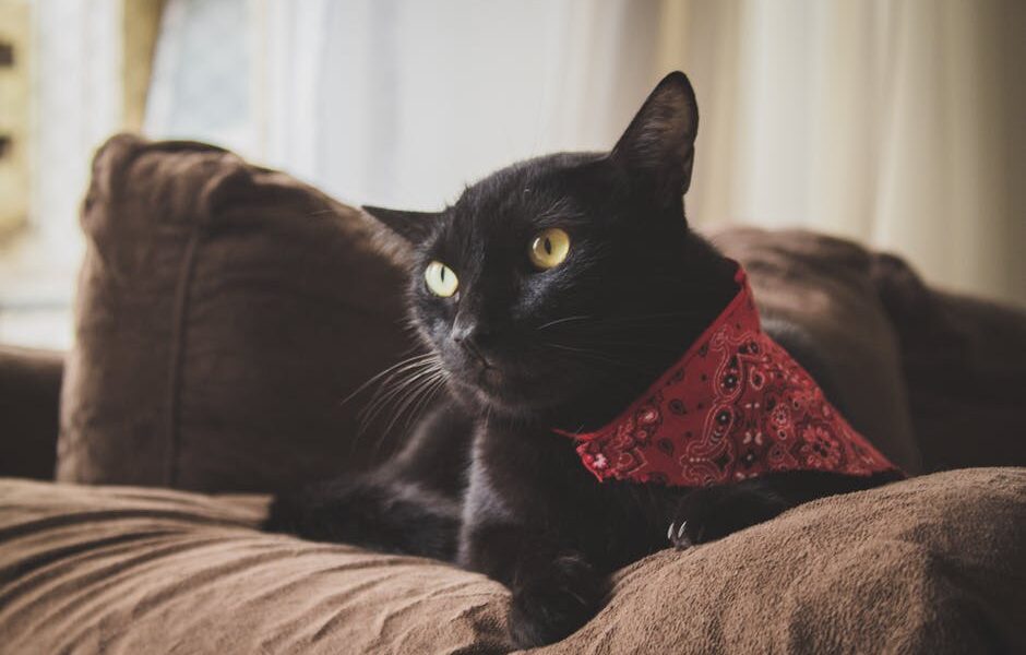 Black Cat Myths: The Truth About Black Cats & Why They Deserve Love
