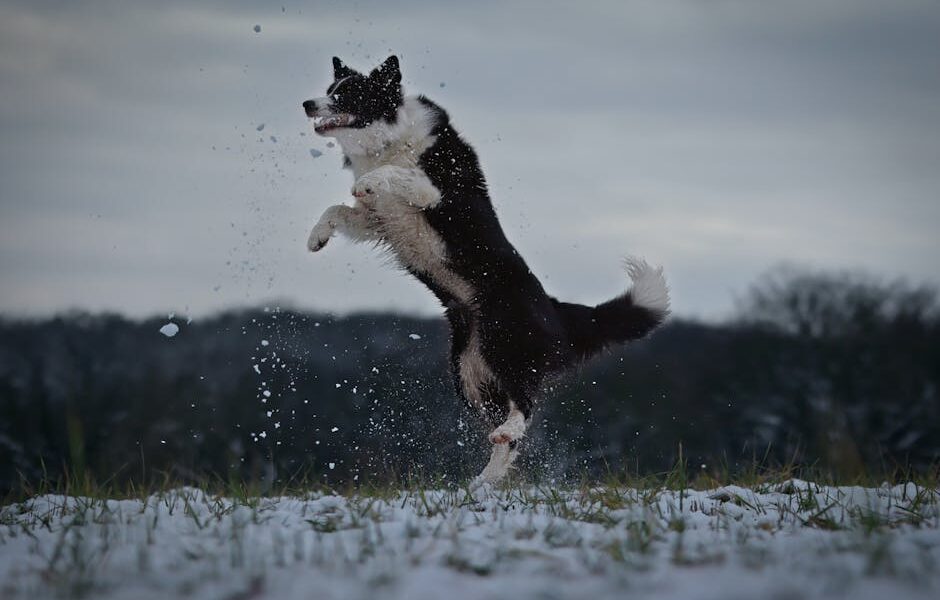 Border Collie: Breed Profile & Adoption Guide