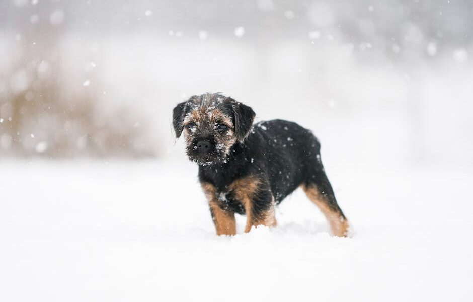 Adorable Border Terrier puppy standing in a snowy winter scene, capturing a cute moment.