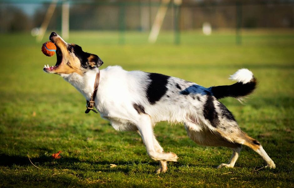 A playful Border Collie leaps to catch a ball in a sunny park, showcasing its agility.