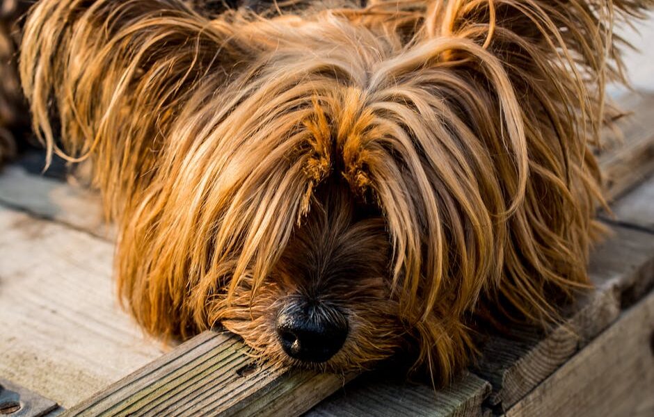 Close-up of a cute Yorkshire Terrier with lush fur relaxing on a wooden deck.