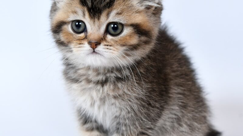 British Shorthair Cat