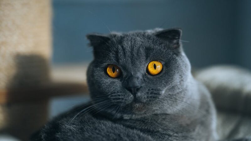 British Shorthair vs Scottish Fold: Appearance, Care & Adoption