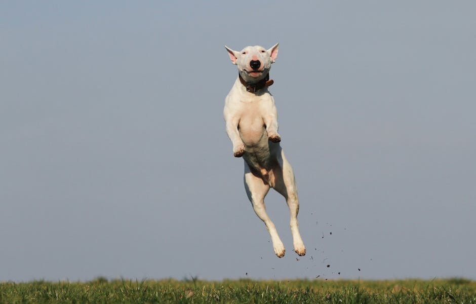 A joyful bull terrier dog leaps high in an open grassy field on a sunny day.