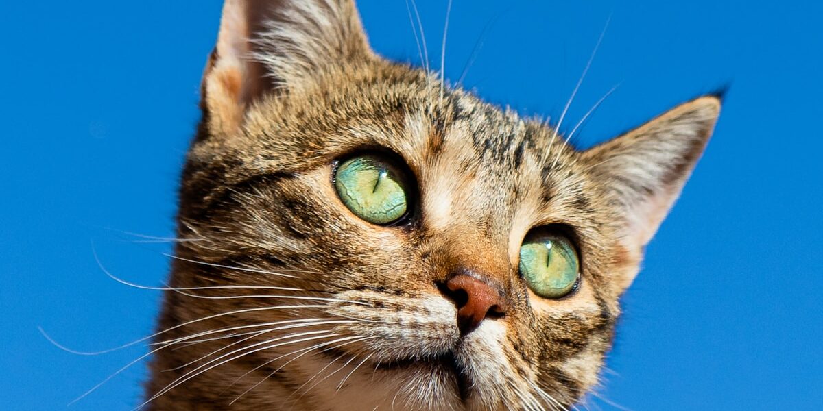 Calico Cat