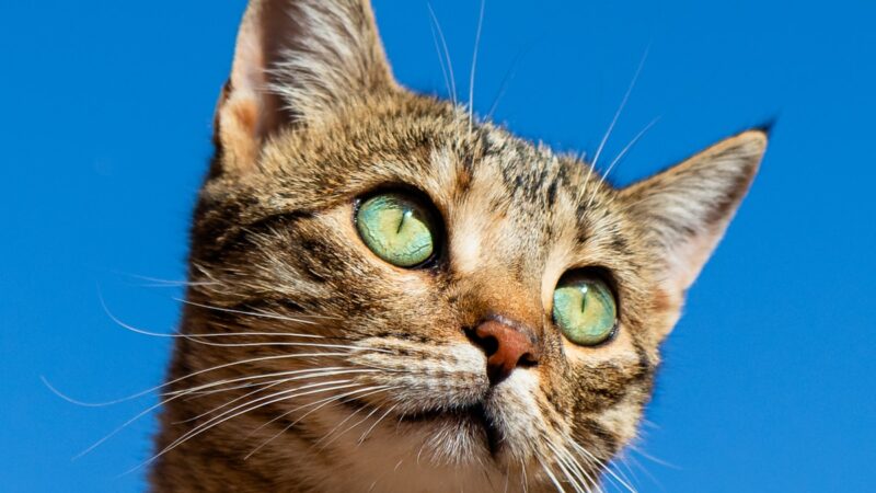 Calico Cat