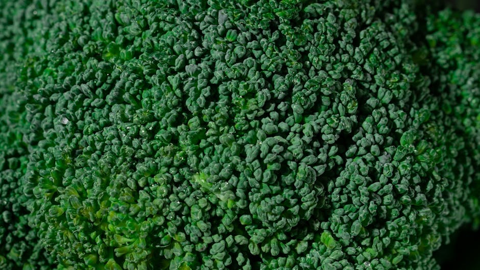 Can Cats Eat Broccoli? Small Amounts Safe