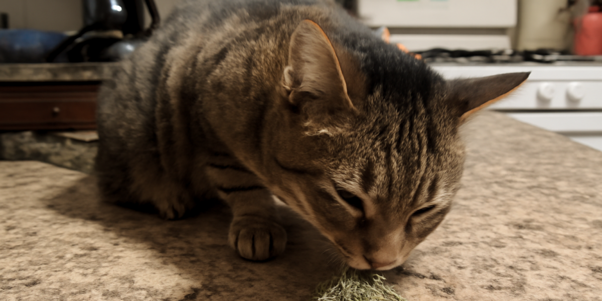 Can Cats Eat Catnip? Safety Guide