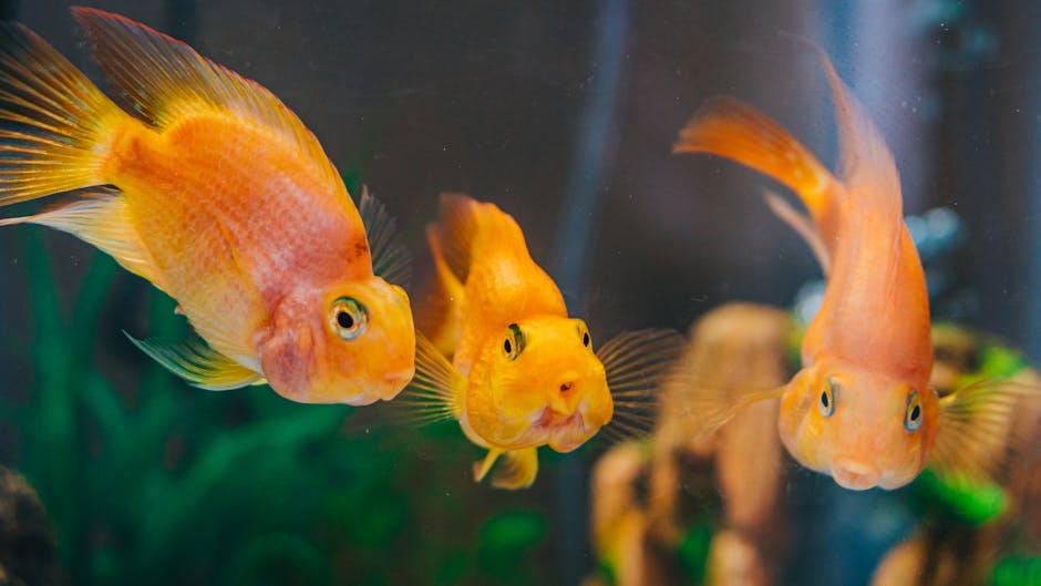 Can Cats Eat Fish? Not as the Whole Diet