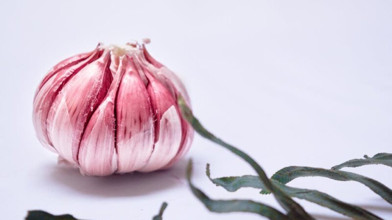 Can Cats Eat Garlic? No — 5x More Toxic