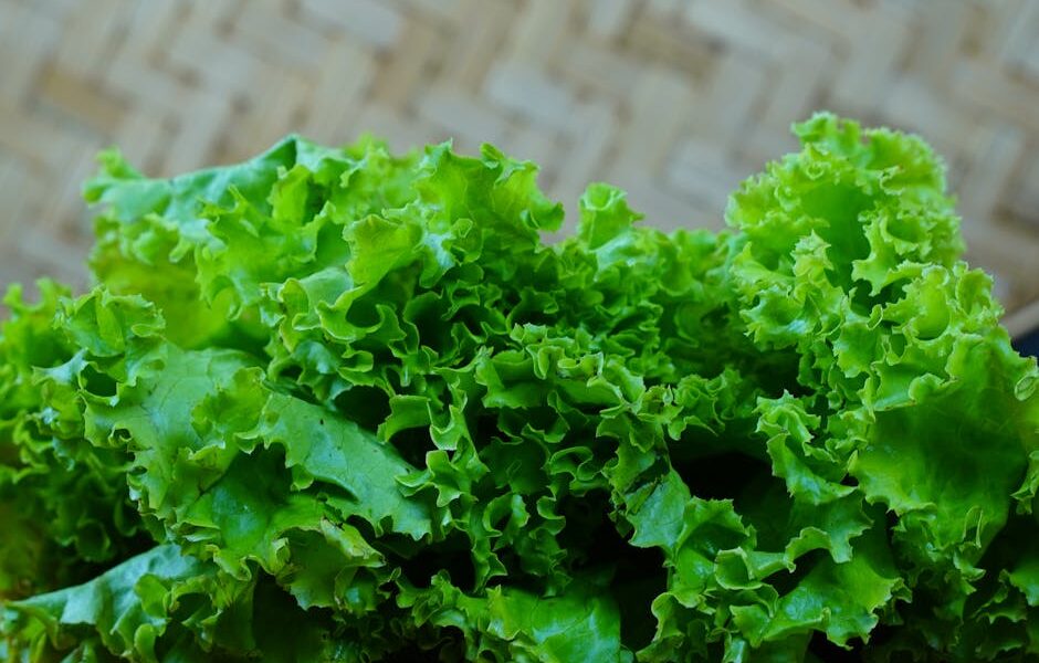 Can Cats Eat Lettuce? Safety, Benefits & Feeding Tips