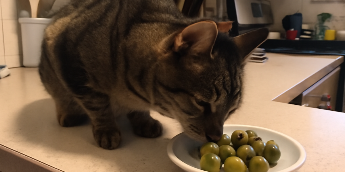 Can Cats Eat Olives? What Vets Say