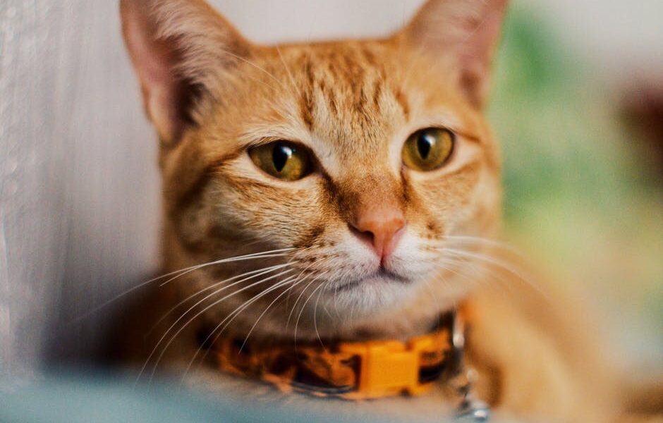 Can Cats Eat Oranges? Why Citrus Is Dangerous for Cats