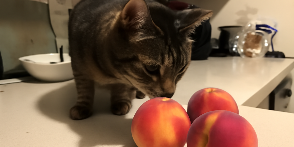 Can Cats Eat Peaches? Fresh, Canned & Pit Risks