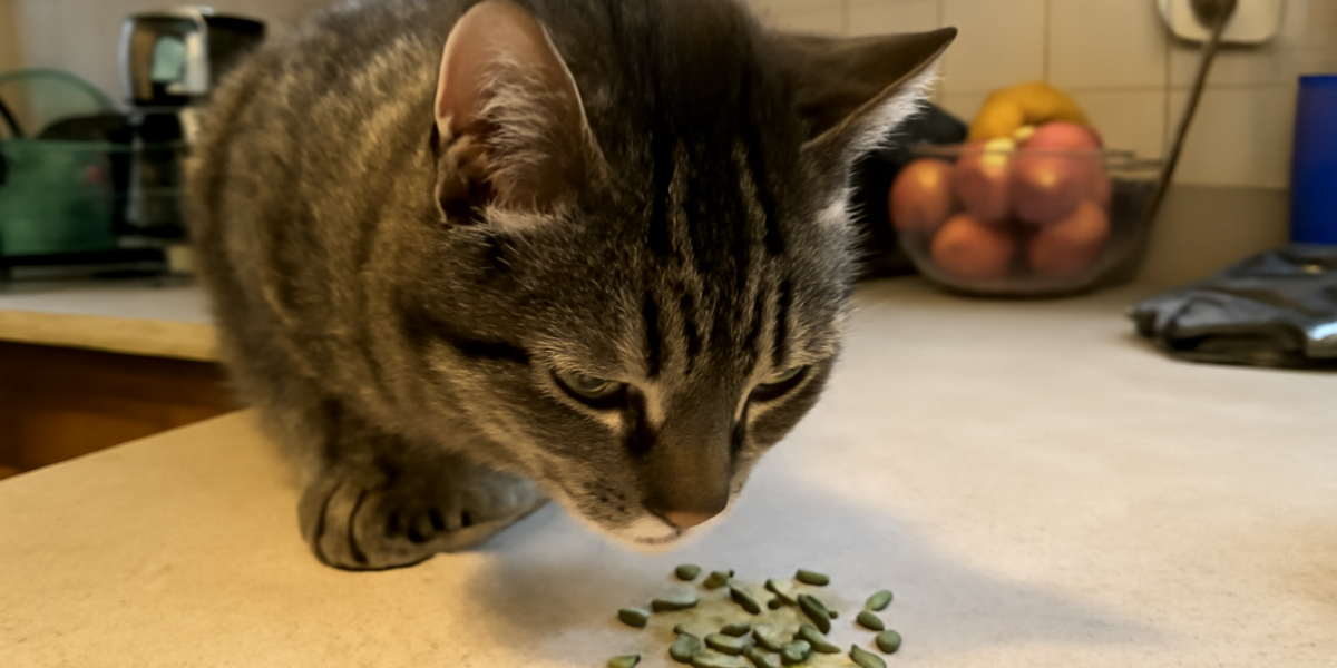Can Cats Eat Pumpkin Seeds? What You Need to Know Before Sharing