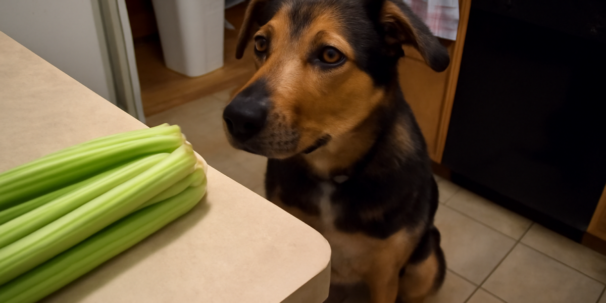 Can Dogs Eat Celery? Safety Guide | Walk Me Home
