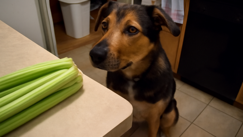 Can Dogs Eat Celery? Safety Guide | Walk Me Home
