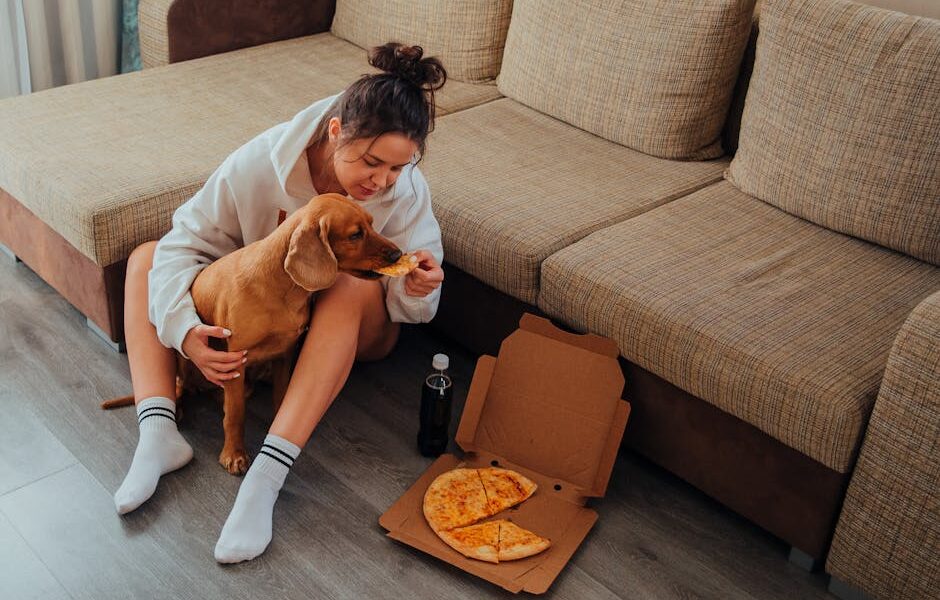From above of female owner sitting on floor near sofa and caressing obedient Labrador while feeding dog pizza during weekend at home