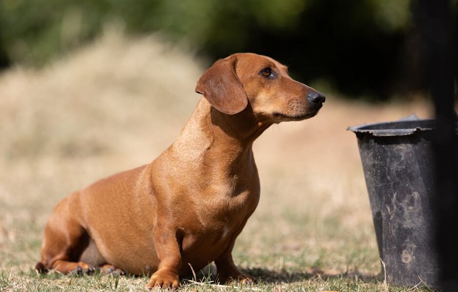 A cute dachshund sits attentively outdoors, surrounded by sunny scenery.
