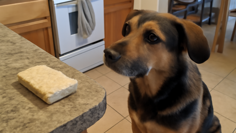 Can Dogs Eat Tempeh? Yes — Fermented Soy Guide