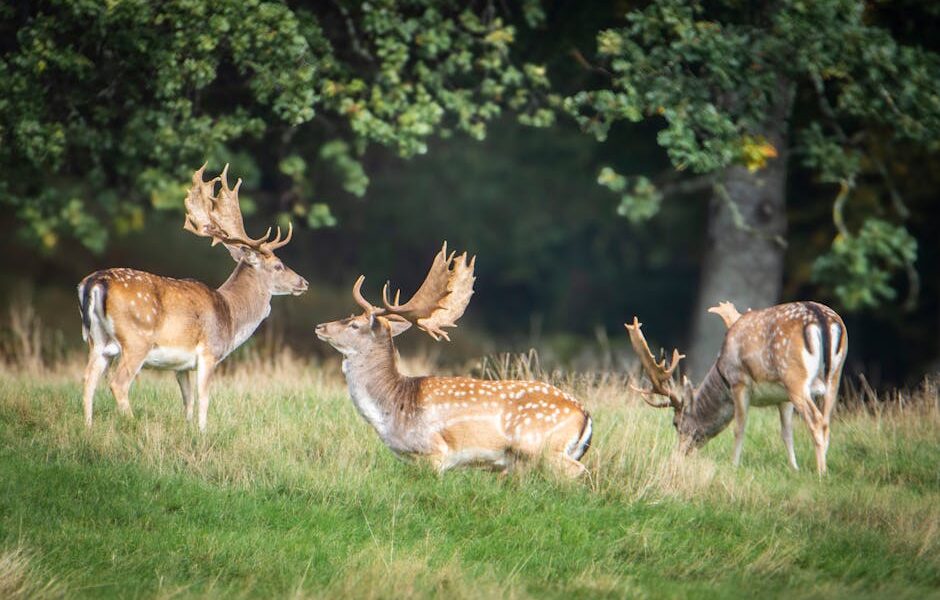 A group of fallow deer grazing peacefully in a lush, green forest setting.