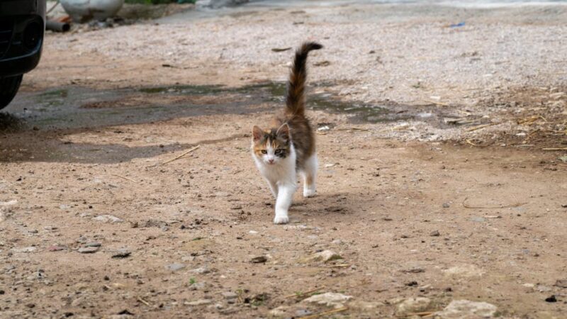 Adorable calico kitten strolling outside on a dirt path. Ideal for pet-themed content.