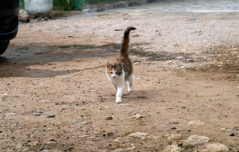 Adorable calico kitten strolling outside on a dirt path. Ideal for pet-themed content.