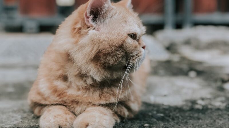 An adorable Persian cat with orange fur and whiskers lying outdoors, showcasing its fluffy features.