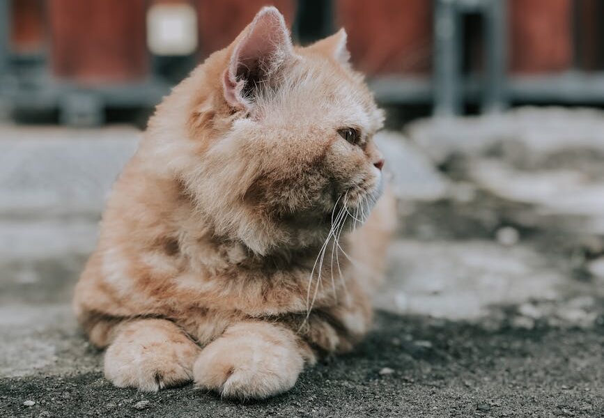 An adorable Persian cat with orange fur and whiskers lying outdoors, showcasing its fluffy features.