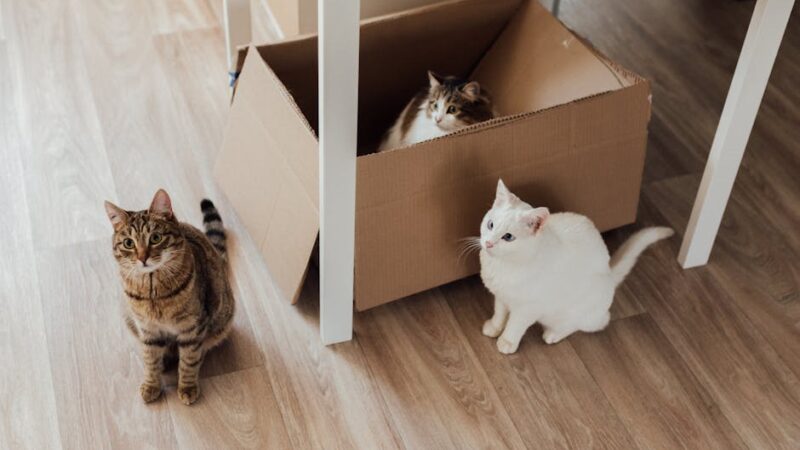 Three adorable cats lounging with a cardboard box indoors.