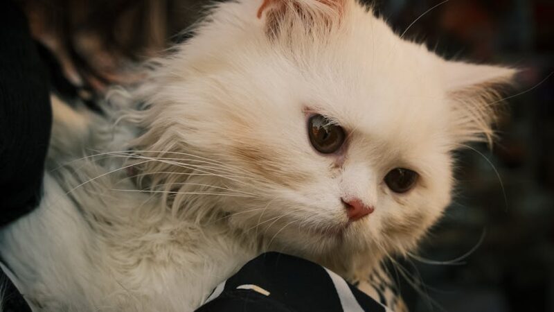 Close-up of a fluffy white Persian cat with expressive eyes in a cozy indoor setting.
