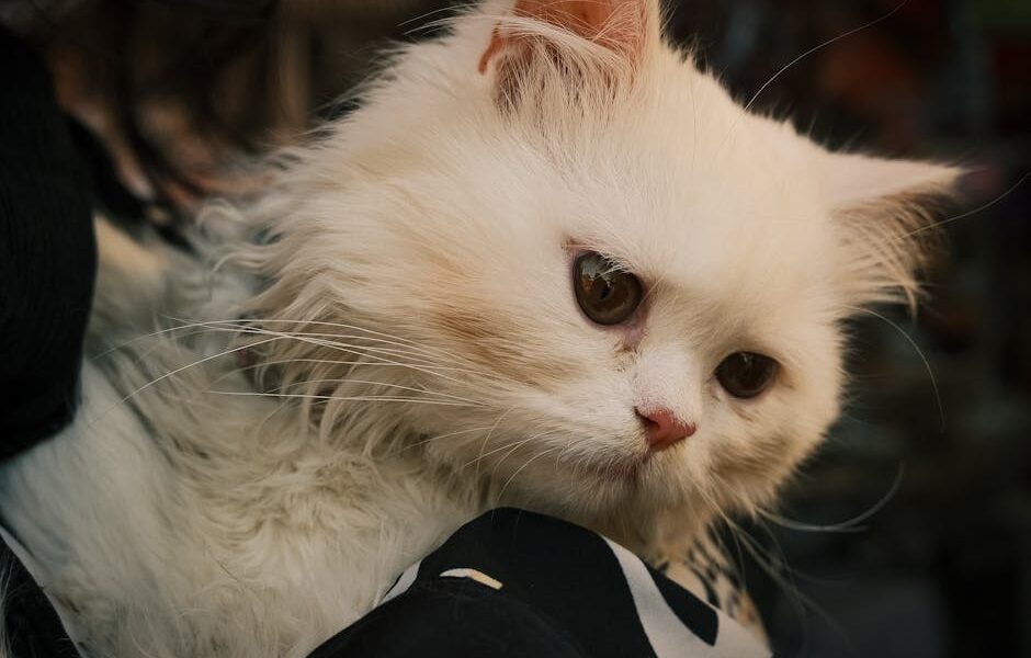 Close-up of a fluffy white Persian cat with expressive eyes in a cozy indoor setting.