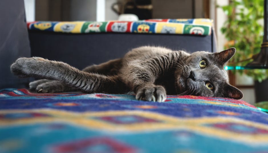Cat Arthritis: Signs, Pain Management & Home Modifications