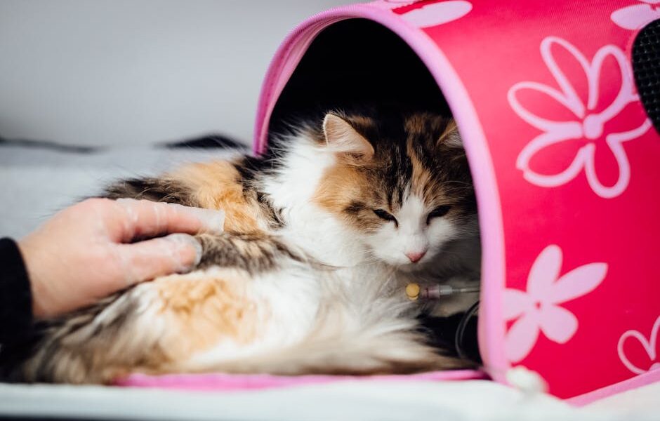 How to Get a Cat Into a Carrier: Stress-Free Tips
