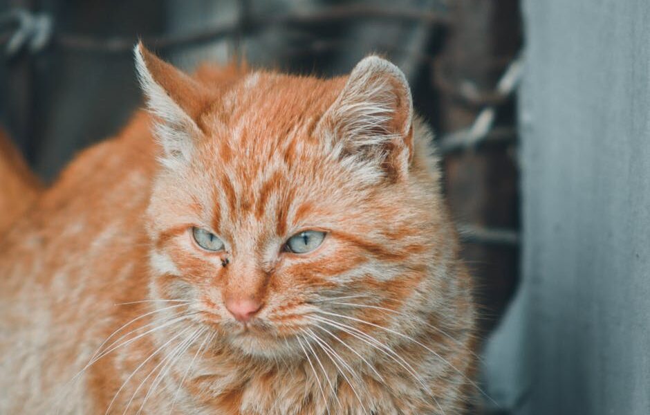 Cat Conjunctivitis: Pink Eye Causes, Treatment & Home Care