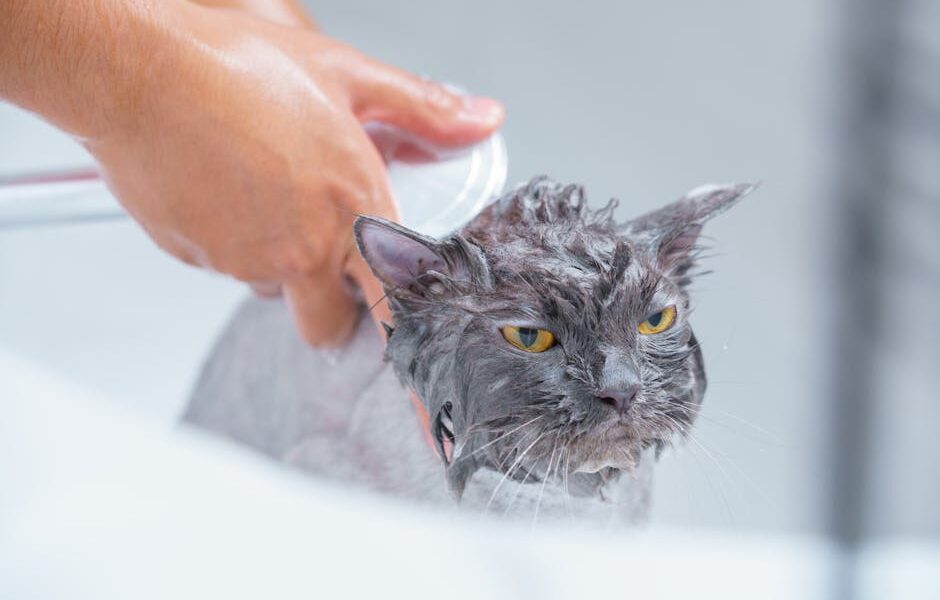 Cat Drinking Too Much Water? Causes of Excessive Thirst