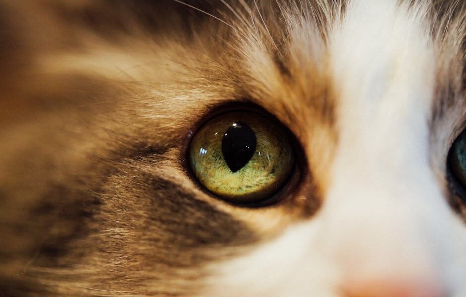 Detailed close-up of a cat's eye showcasing its vibrant colors and intricate details.