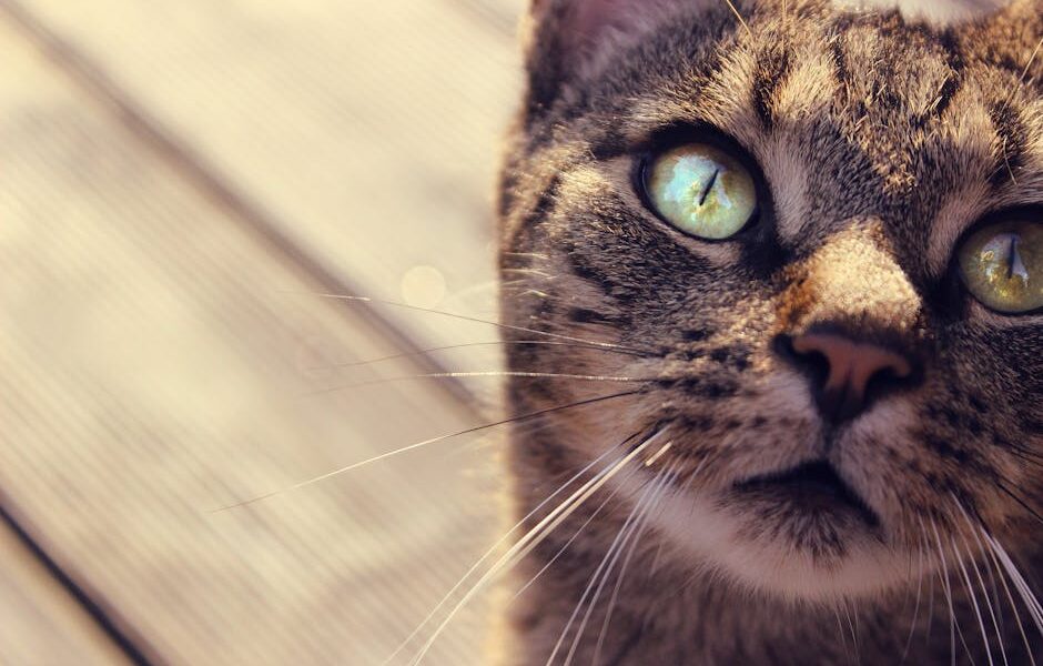 Feline Herpesvirus (FHV-1): Eye Infections, Flare-Ups & Treatment