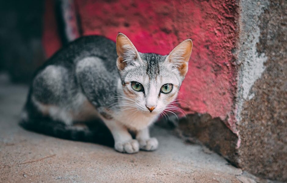 FIV and FeLV in Cats: What Every Owner Should Know
