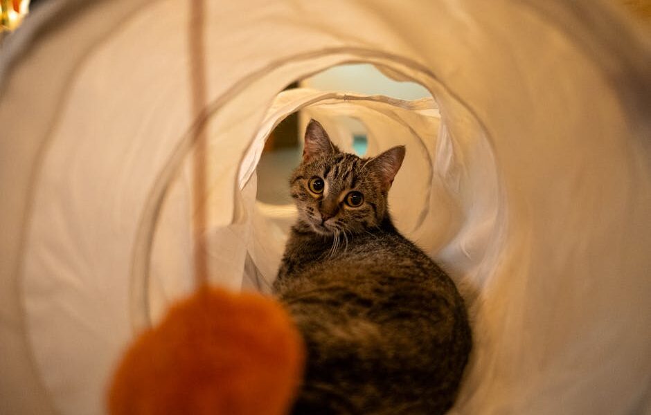 Indoor Cat Enrichment: 25 Ideas to Keep Your Cat Happy & Stimulated