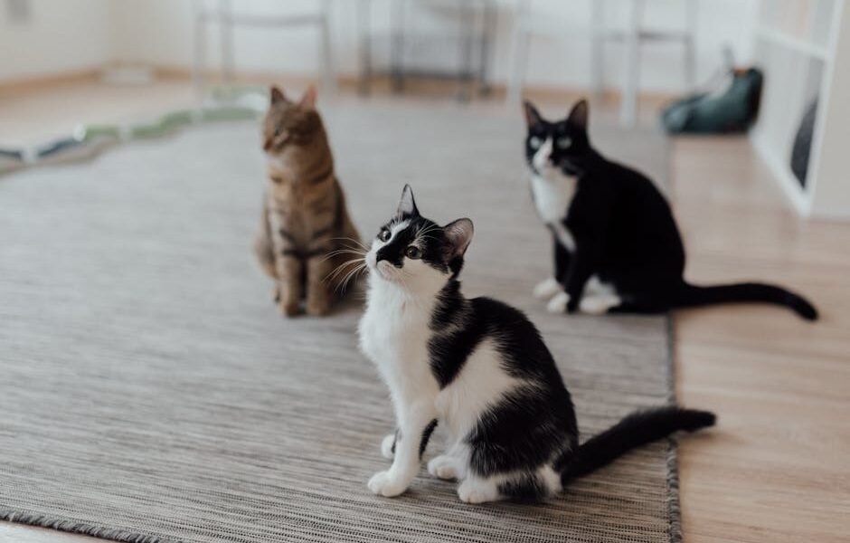 Bringing a New Cat Home: First Days Guide & Setup Tips