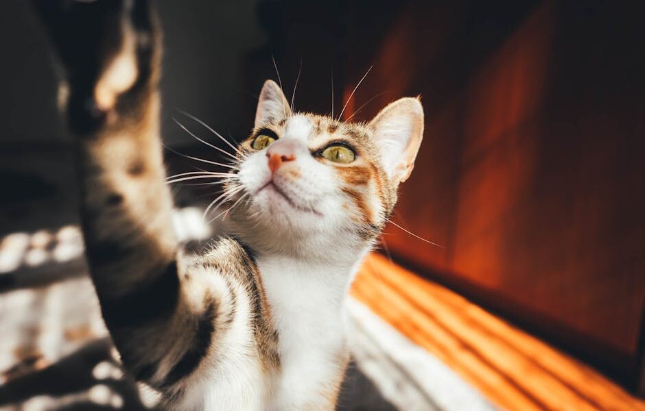 Cat Laser Pointers: Are They Safe? Benefits, Risks & Best Practices