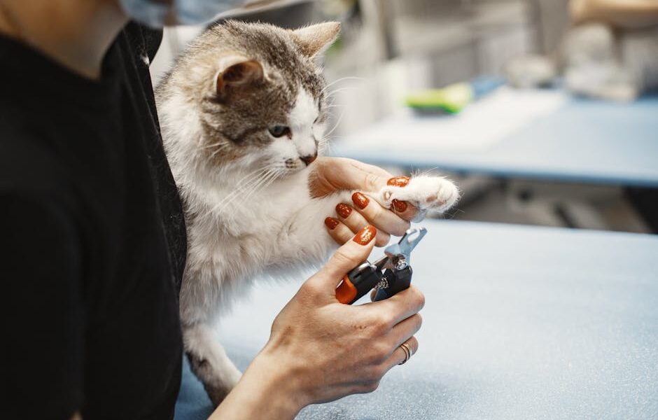 Cat Nail Trimming: Tips for Stress-Free Claw Care at Home