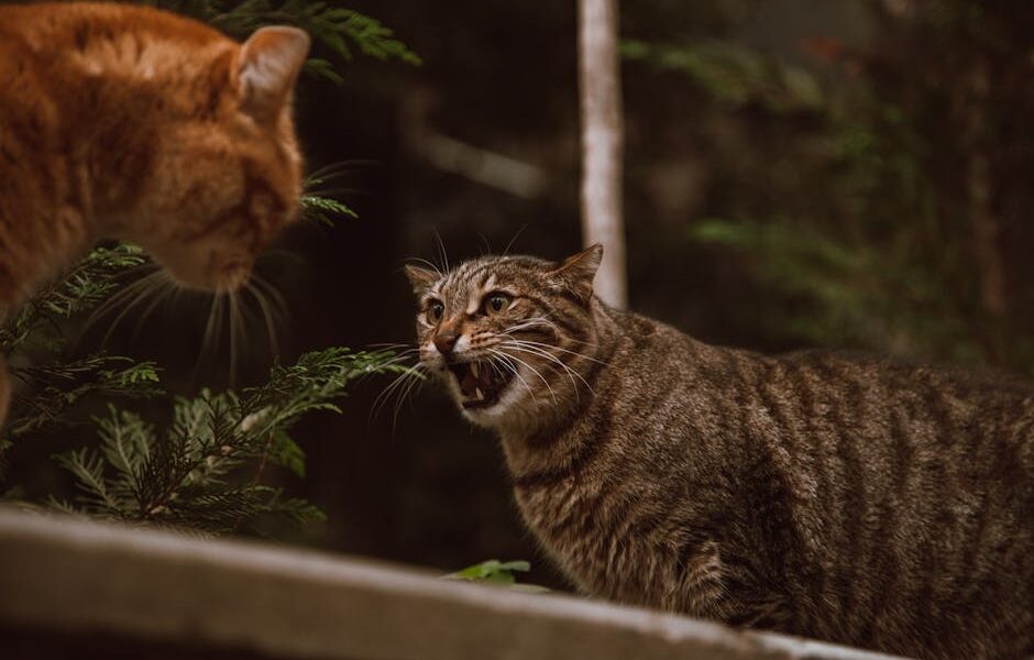 Cat Play Aggression: Why Your Cat Attacks & How to Stop It