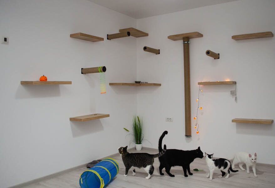 Setting Up a Safe Room for Your New Cat: The Essential First Step